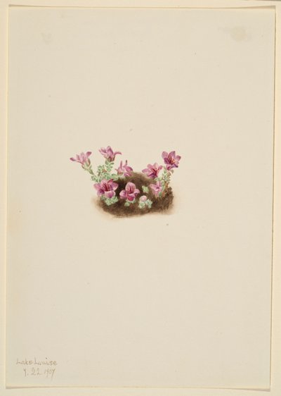 Purpersaxifrage (Saxifrage oppositifolia) door Mary Vaux Walcott