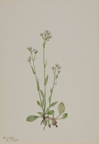 Pussy-Toes (Antennaria racemosa) door Mary Vaux Walcott