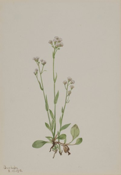 Pussy-Toes Antennaria racemosa, 1918 door Mary Vaux Walcott