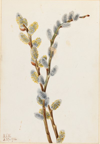 Kutwilg (Salix discolor) door Mary Vaux Walcott