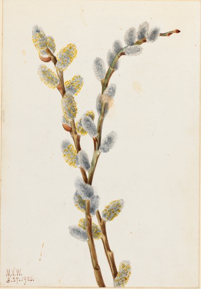 Kattenstaartwilg Salix discolor, 1920 door Mary Vaux Walcott