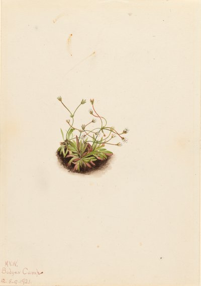 Pygmee Androsace Androsace subumbellata, 1921 door Mary Vaux Walcott