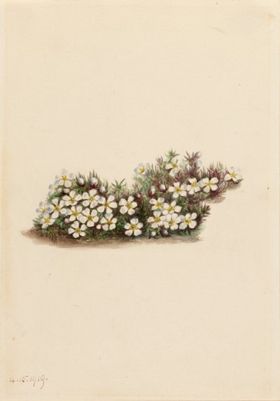 Pyxie (Pyxidanthera barbulata) door Mary Vaux Walcott