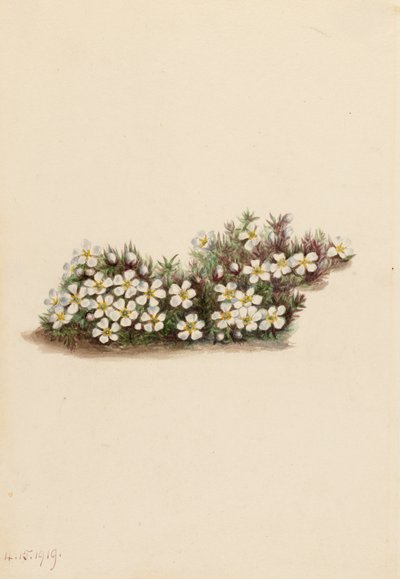Pyxie Pyxidanthera barbulata, 1919 door Mary Vaux Walcott