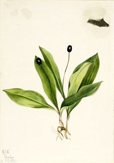 Dotterbloem (Clintonia uniflora) door Mary Vaux Walcott