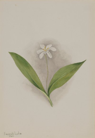 Dotterbloem (Clintonia uniflora) door Mary Vaux Walcott