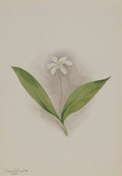 Queencup Clintonia uniflora, 1902 door Mary Vaux Walcott
