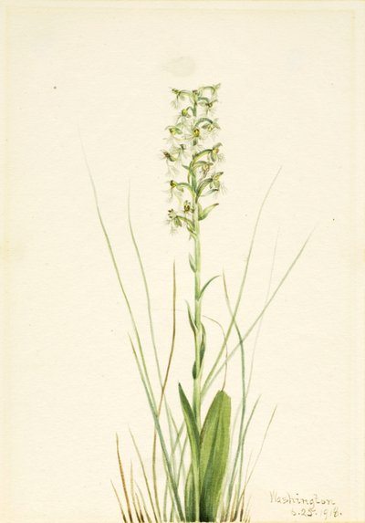 Ragged Fringe-orchid (Habenaria lacera) door Mary Vaux Walcott