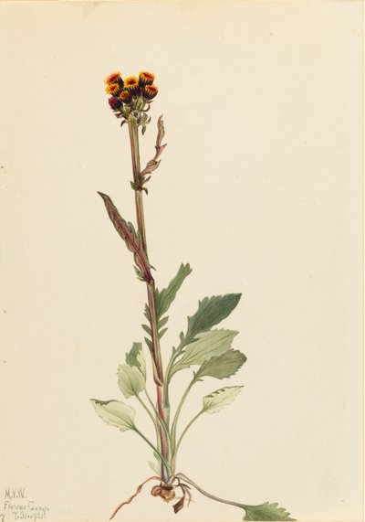 Stralingsloze kruiskruid Senecio pauciflorus, 1921 door Mary Vaux Walcott