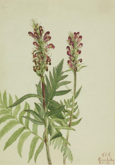 Rood-Helm Pedicularis bracteosa, 1924 door Mary Vaux Walcott