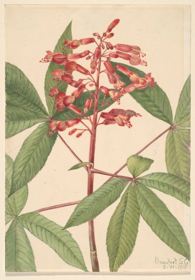 Rode paardenkastanje Aesculus pavia, 1918 door Mary Vaux Walcott