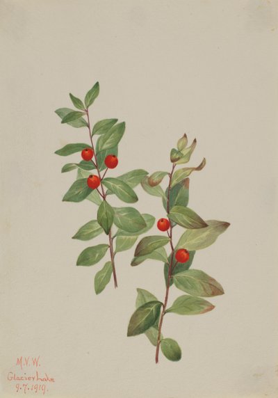 Rode Comandra Comandra livida, 1919 door Mary Vaux Walcott