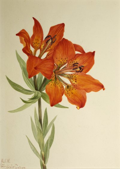 Rode lelie Lilium montanum door Mary Vaux Walcott