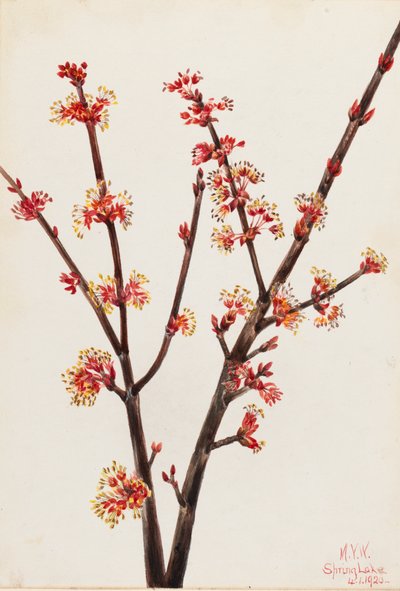 Rode esdoorn Acer rubrum, 1920 door Mary Vaux Walcott