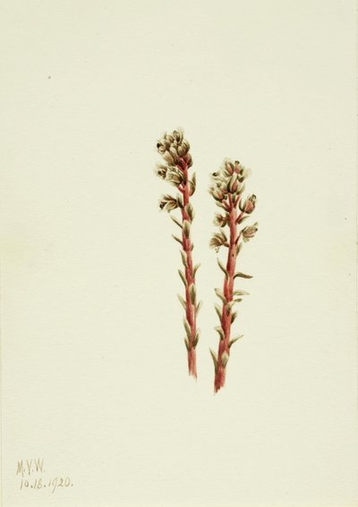 Rode Pijnboom Hypopitys lanuginosa door Mary Vaux Walcott