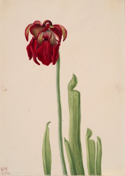 Rode Bekerplant Sarracenia jonesii, 1930 door Mary Vaux Walcott