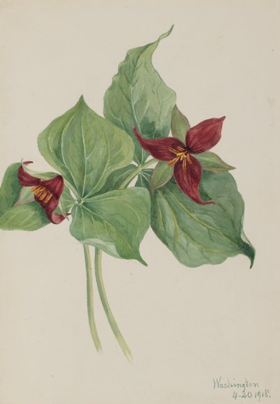 Rode Trillium Trillium erectum, 1918 door Mary Vaux Walcott