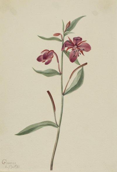 Rode Wilgenroosje Epilobium latifolium door Mary Vaux Walcott