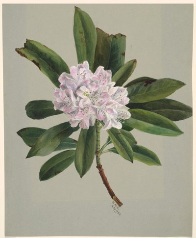 Rhododendron Rhododendron maximum, 1880 door Mary Vaux Walcott