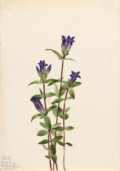 Oevergentiaan Gentiana affinis, 1924 door Mary Vaux Walcott