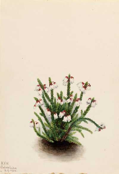 Rocky Mountain Cassiope Cassiope mertensiana, 1924 door Mary Vaux Walcott