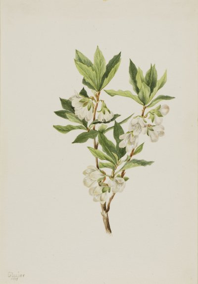 Rocky Mountain Rododendron (Rhododendron albiflorum) door Mary Vaux Walcott