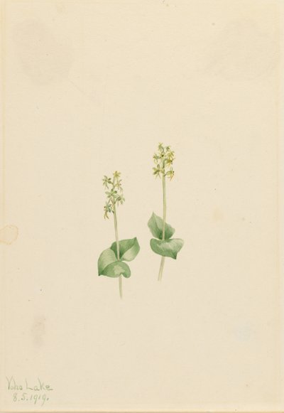 Rocky Mountain Twayblade (Ophrys necrophylla) door Mary Vaux Walcott