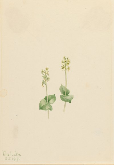 Rocky Mountain Twayblade Ophrys necrophylla, 1919 door Mary Vaux Walcott