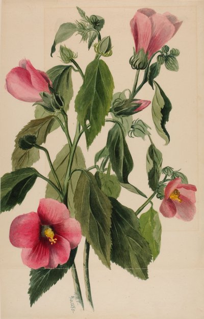 Rozengentiaan (Sabbatia angularis) door Mary Vaux Walcott