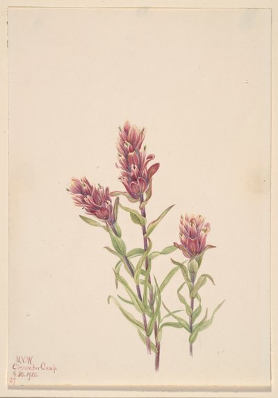 Roze verfkwast Castilleja pallida, 1920 door Mary Vaux Walcott