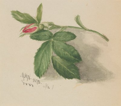 Rozenknop, 1872 door Mary Vaux Walcott