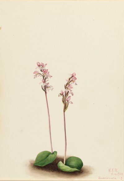Rondbladige Orchis Orchis rotundifolia, 1924 door Mary Vaux Walcott