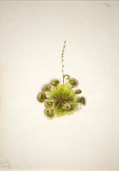 Ronde zonnedauw (Drosera rotundifolia) door Mary Vaux Walcott