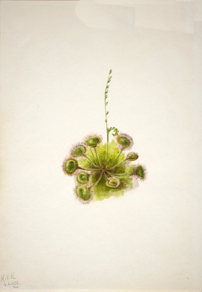 Rondbladige zonnedauw Drosera rotundifolia door Mary Vaux Walcott