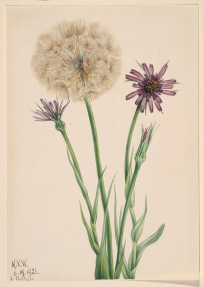 Schorseneren (Tragopogon porrifolius) door Mary Vaux Walcott