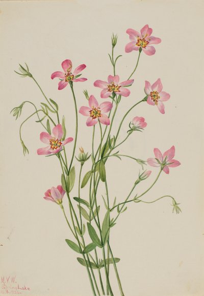 Zoutmoerasroosgentiaan Sabbatia stellaris, 1926 door Mary Vaux Walcott