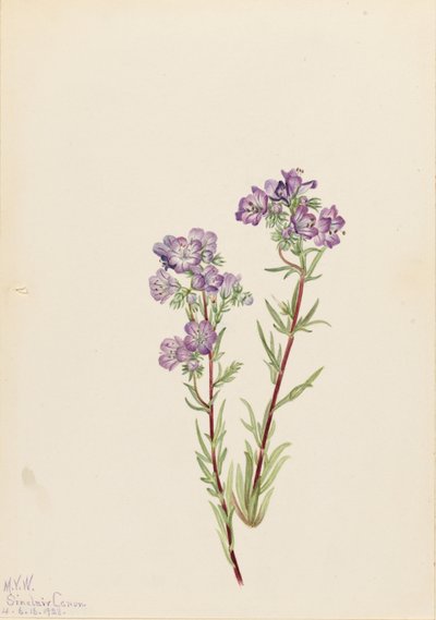 Zandfacelia (Phacelia linearis) door Mary Vaux Walcott
