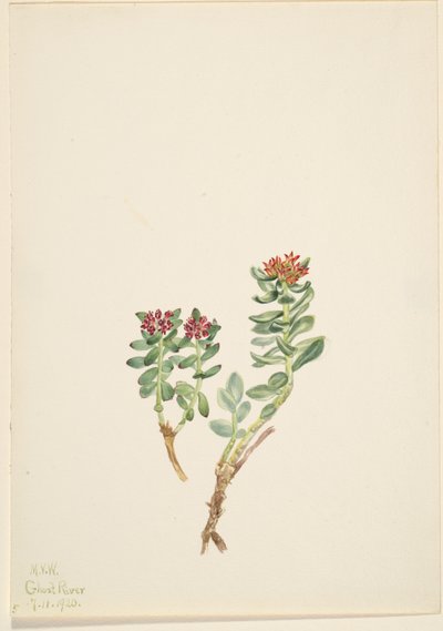 Sanifoiga adscendeus, 1920 door Mary Vaux Walcott