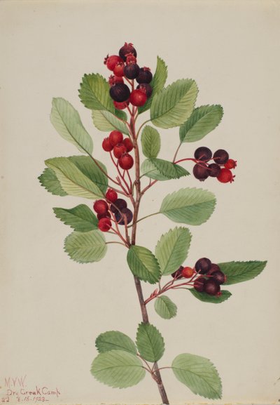 Saskatoen (Amelanchier alnifolia) door Mary Vaux Walcott