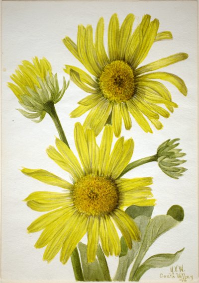 Satijnblad-goudkop (Enceliopsis covillei) door Mary Vaux Walcott