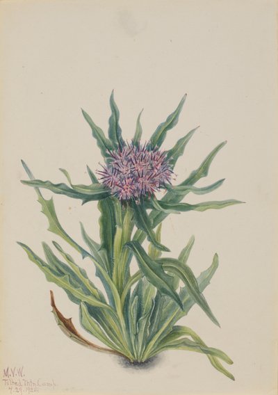 Saussurea Saussurea densa, 1925 door Mary Vaux Walcott