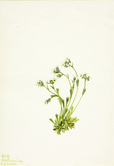 Sakifrage (Saxifraga caespitosa) door Mary Vaux Walcott