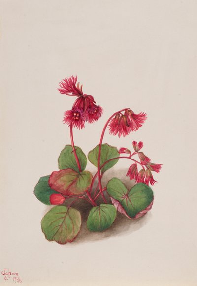 Schizocodon soldanelloides, 1936 door Mary Vaux Walcott