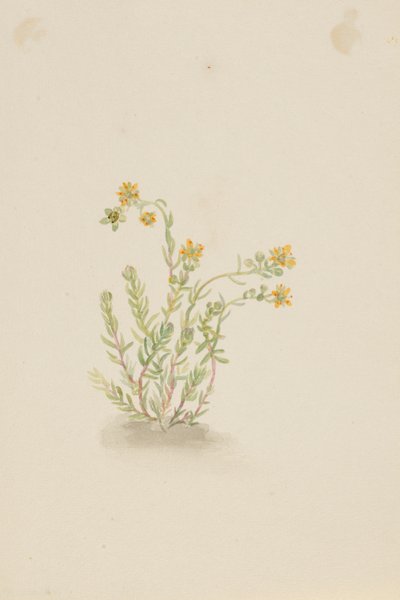 Sedum stenopetalum door Mary Vaux Walcott