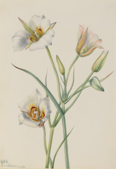 Segolelie (Calochortus nuttallii) door Mary Vaux Walcott