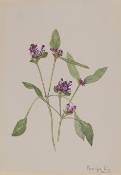 Zelfgenezing Prunella vulgaris, 1918 door Mary Vaux Walcott