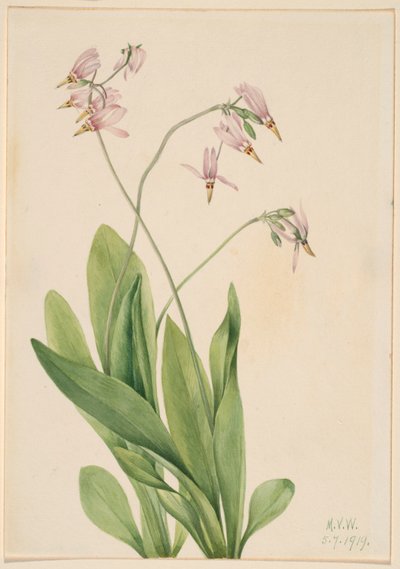 Shooting Star (Dodecatheon meadia) door Mary Vaux Walcott