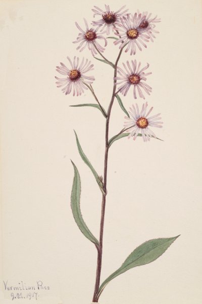 Showy Aster Aster conspicuus, 1917 door Mary Vaux Walcott