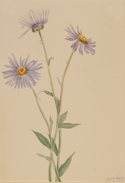 Showy Fleabane Erigeron salsuginosus door Mary Vaux Walcott