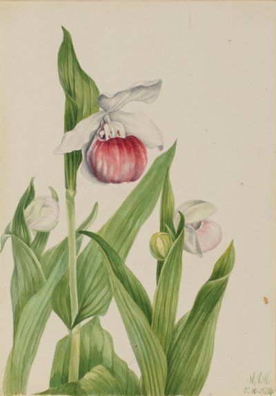 Opvallend vrouwenschoentje (Cypripedium reginae) door Mary Vaux Walcott